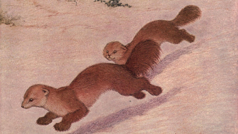 Two sables running across snow