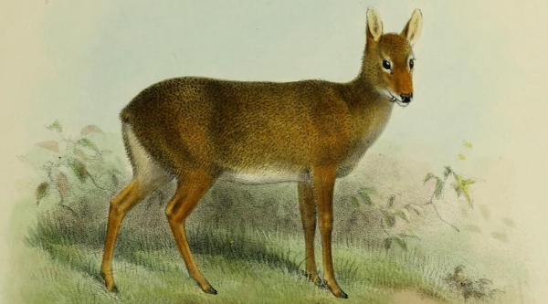A drawing of a Chinese water deer