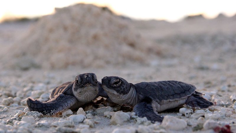 Two sea turtle hatchlings side-by-side on a beach