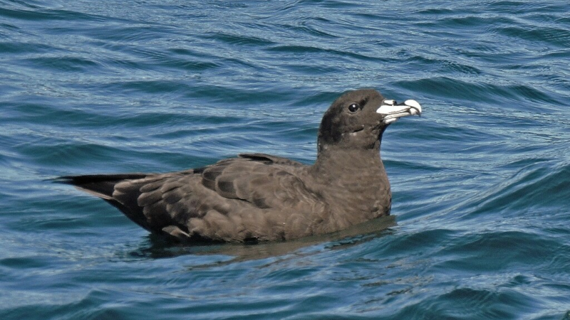 A white-chinned petrel floating on the blue sea