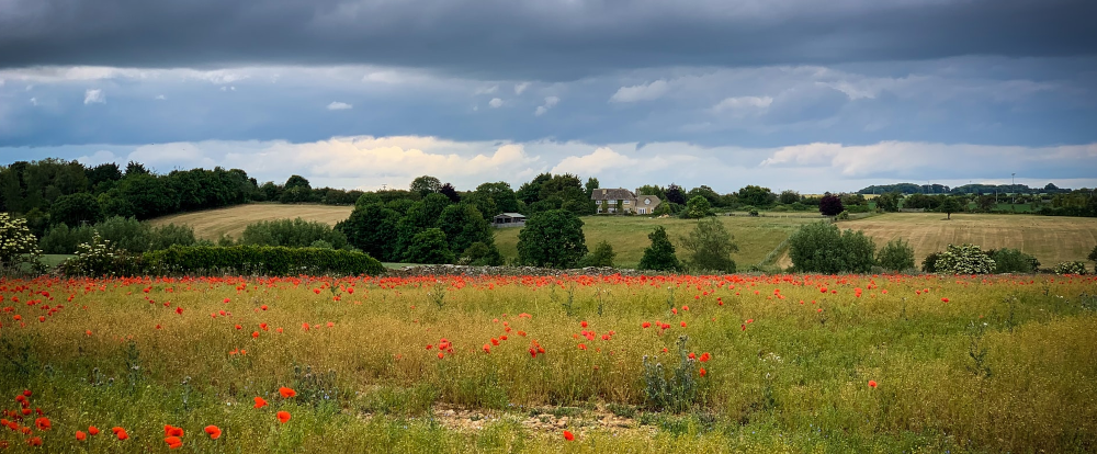 Poppy field