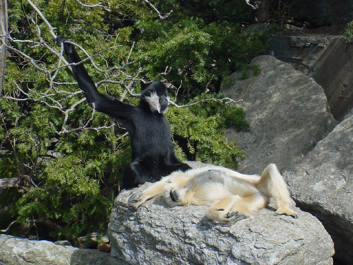 Western black crested gibbon pair