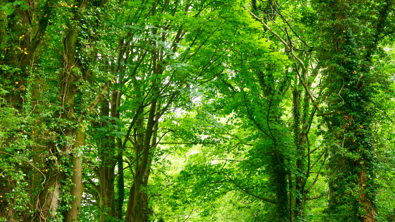 A green beech forest