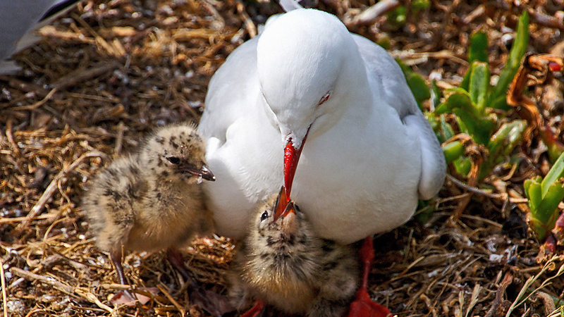 Gull feeding chick in the nest